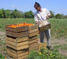 Farms Granted in Usufruct Already Yielding in Ciego de Avila Cuba